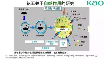 日本化妝品市場熱門的創(chuàng)新技術(shù)與開發(fā)趨勢
